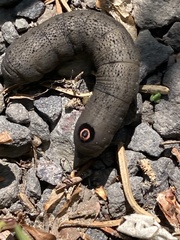 Proserpinus flavofasciata