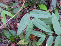 Syzygium wilsonii