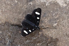 Alypiodes flavilinguis