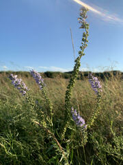 Veronica linariifolia