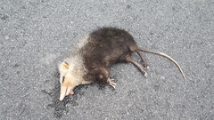 Echinosorex gymnurus