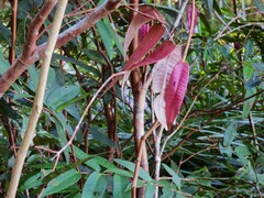 Syzygium wilsonii