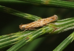 Eumenodora tetrachorda