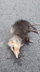 Echinosorex gymnurus