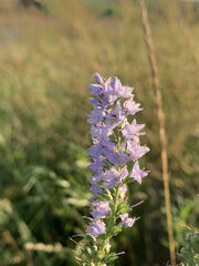 Veronica linariifolia