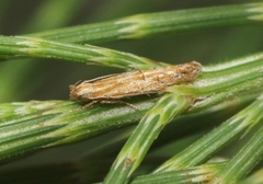 Eumenodora tetrachorda