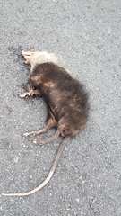 Echinosorex gymnurus