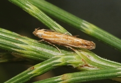 Eumenodora tetrachorda