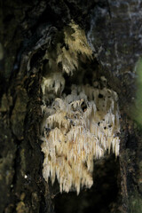 Hericium clathroides