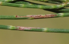 Eumenodora tetrachorda