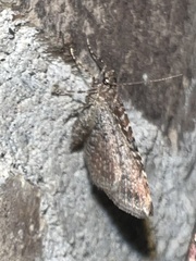 Orthonama obstipata