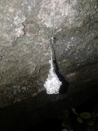 Gradungulidae