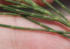 Eumenodora tetrachorda