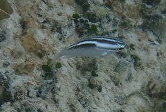 Scolopsis trilineata