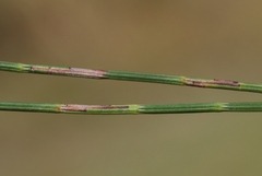 Eumenodora tetrachorda