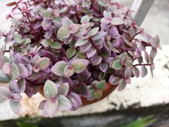Callisia