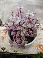 Callisia