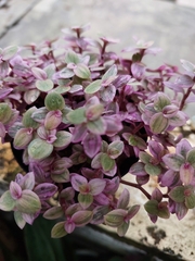 Callisia