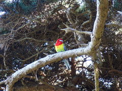 Platycercus eximius eximius