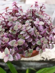 Callisia
