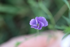 Linum alpinum