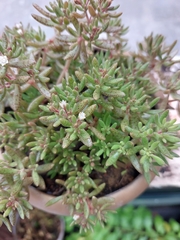 Crassula expansa