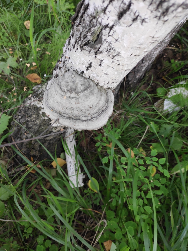 Fomes fomentarius · August 2022 · photo: © wrrite (iNaturalist, cc-by)