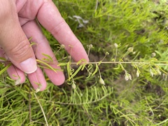 Stylisma pickeringii pattersonii