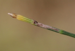 Eumenodora tetrachorda