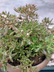 Crassula expansa