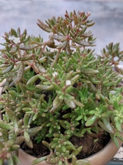 Crassula expansa