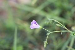 Linum alpinum