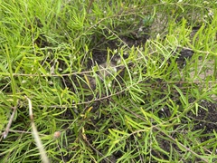Stylisma pickeringii pattersonii