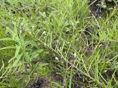 Stylisma pickeringii pattersonii