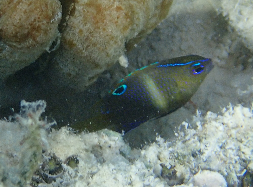 Twinspot damselfish