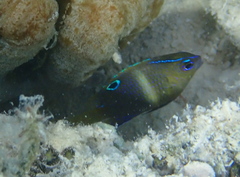 Twinspot Damselfish photo 3
