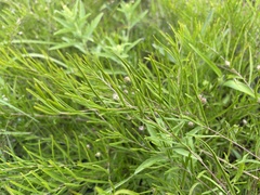 Stylisma pickeringii pattersonii