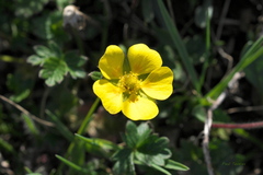Potentilla hyparctica