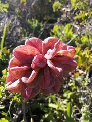 Veltheimia