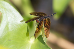 Rhyothemis obsolescens