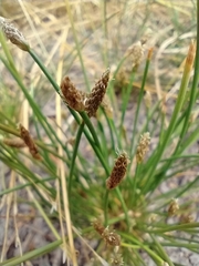 Eleocharis engelmannii