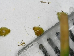 Eleocharis engelmannii