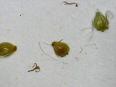 Eleocharis engelmannii