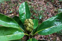 Magnolia tamaulipana