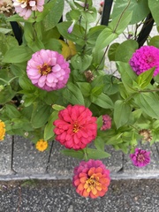 Zinniinae