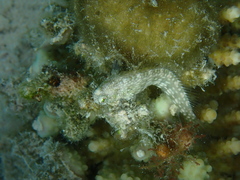 Salarias alboguttatus