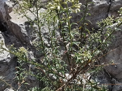 Baccharis thesioides