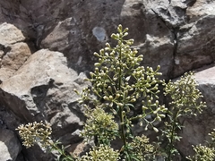 Baccharis thesioides