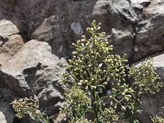Baccharis thesioides