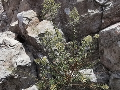 Baccharis thesioides